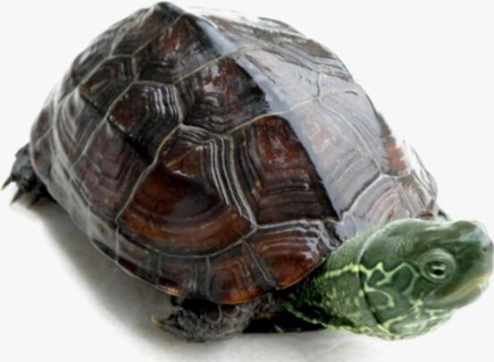 怎么挑选一只品相好的中华草龟,8招教你快速挑选乌龟中华草龟