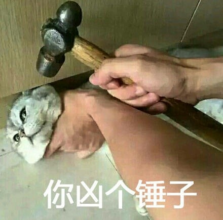 最近很火的猫咪表情包的猫叫什么,最近很火的猫表情包是什么品种的