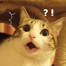 最近很火的猫咪表情包的猫叫什么,最近很火的猫表情包是什么品种的