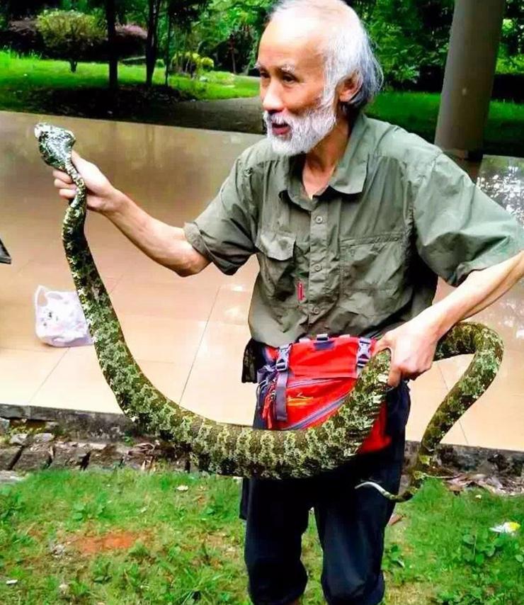 蛇博士告诉我们被蛇咬伤如何自救,被蛇咬了100次