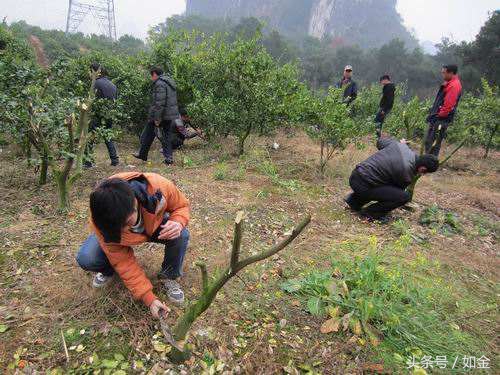 如何处理黄龙病果园,黄龙病还能种吗