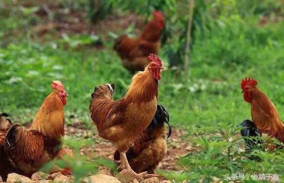 土鸡销路打开方法,土鸡销路最好的方法