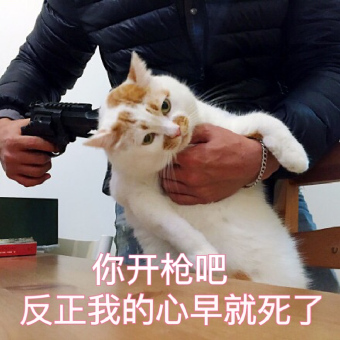 最近很火的猫咪表情包的猫叫什么,最近很火的猫表情包是什么品种的