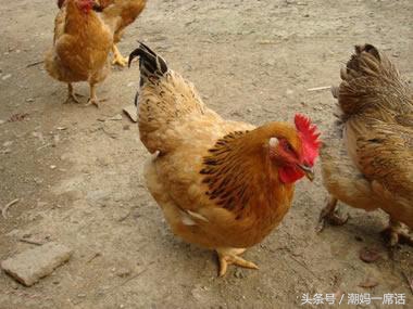 坐月子吃鸡母好还是公鸡好,吃鸡吃公鸡好还是吃母鸡好