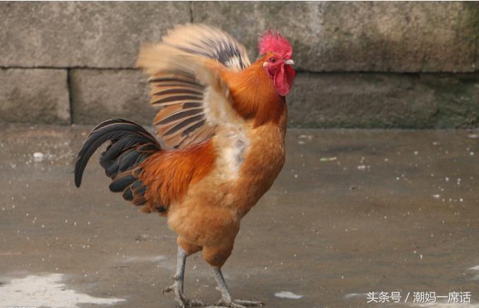 坐月子吃鸡母好还是公鸡好,吃鸡吃公鸡好还是吃母鸡好