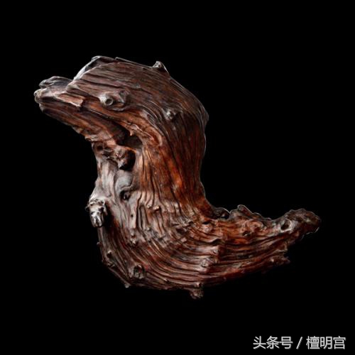 小小一棵价值上万奇楠沉香,木中钻石奇楠沉香比黄金燕窝还贵