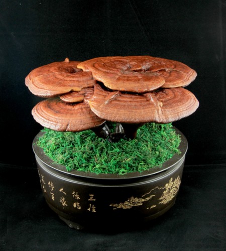 灵芝的吉祥说法 (灵芝的寓意和象征花语)