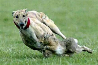 一年的格力犬还能训练抓兔子吗,五个月的格力犬怎么训练逮兔子