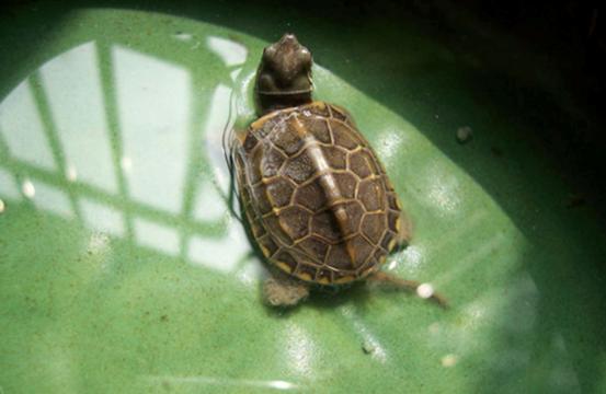 怎么挑选一只品相好的中华草龟,8招教你快速挑选乌龟中华草龟