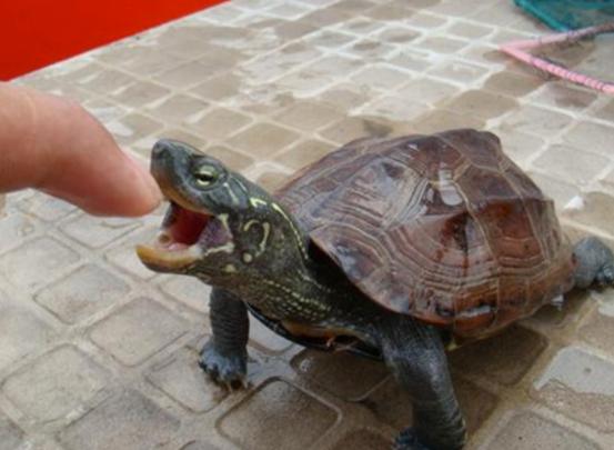 怎么挑选一只品相好的中华草龟,8招教你快速挑选乌龟中华草龟