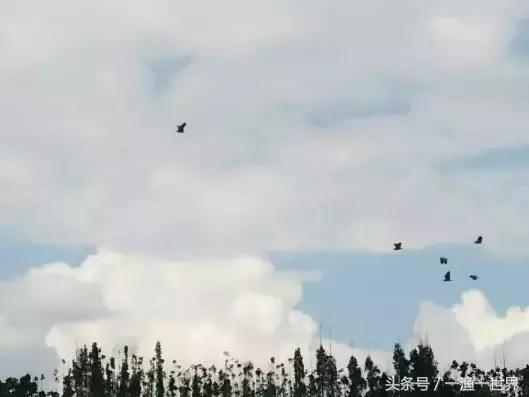 钓鱼人最爱的野钓收获,钓鱼人最喜欢钓啥