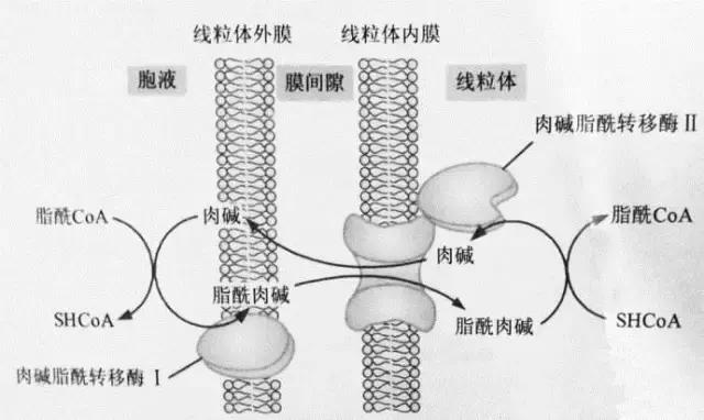 左旋肉碱对减肥真的有效果吗,康恩贝左旋肉碱减肥亲身经历