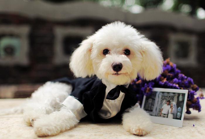 泰迪犬容易得什么病,泰迪犬最令人头疼的5大缺点