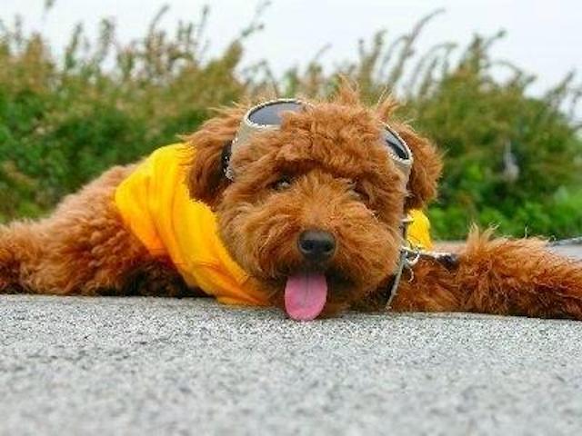 泰迪犬容易得什么病,泰迪犬最令人头疼的5大缺点