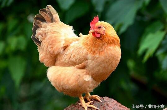 土鸡销路打开方法,土鸡销路最好的方法