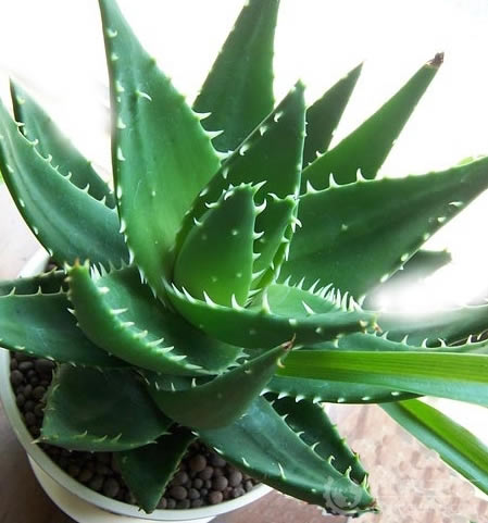 耐阴耐旱好养的室内盆栽,十大公认最好闻的盆栽