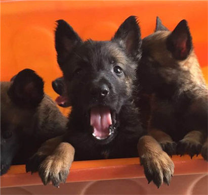 马犬拉稀怎么办?拉稀症状及治疗方法介绍!