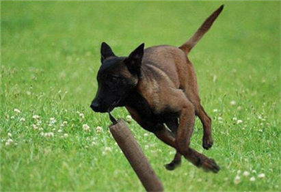 马犬拉稀怎么办?拉稀症状及治疗方法介绍!