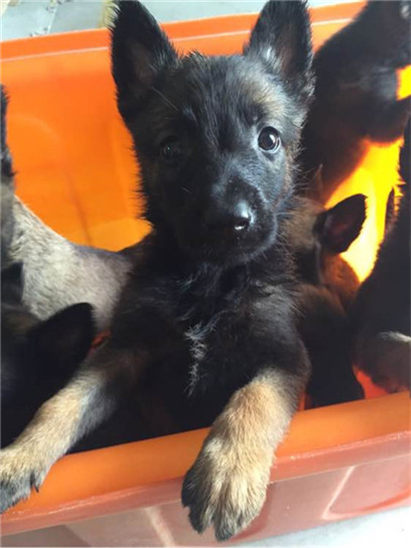 马犬拉稀怎么办?拉稀症状及治疗方法介绍!