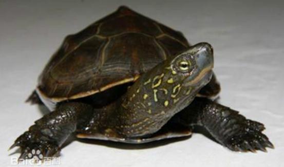 怎么挑选一只品相好的中华草龟,8招教你快速挑选乌龟中华草龟