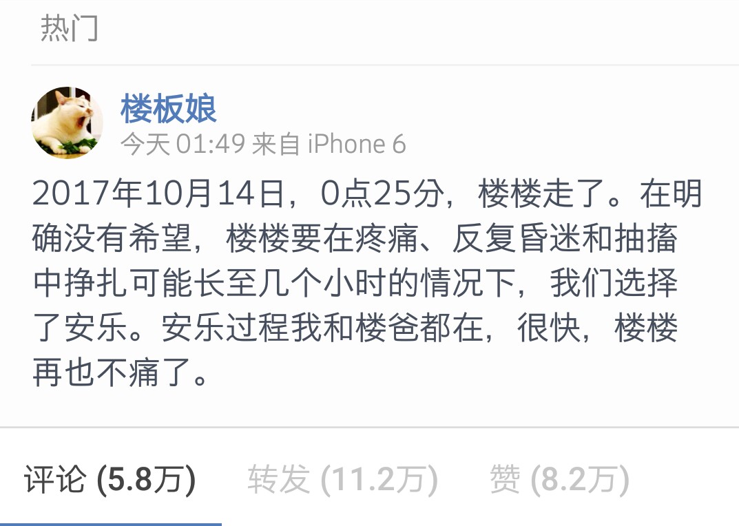 最近很火的猫咪表情包的猫叫什么,最近很火的猫表情包是什么品种的