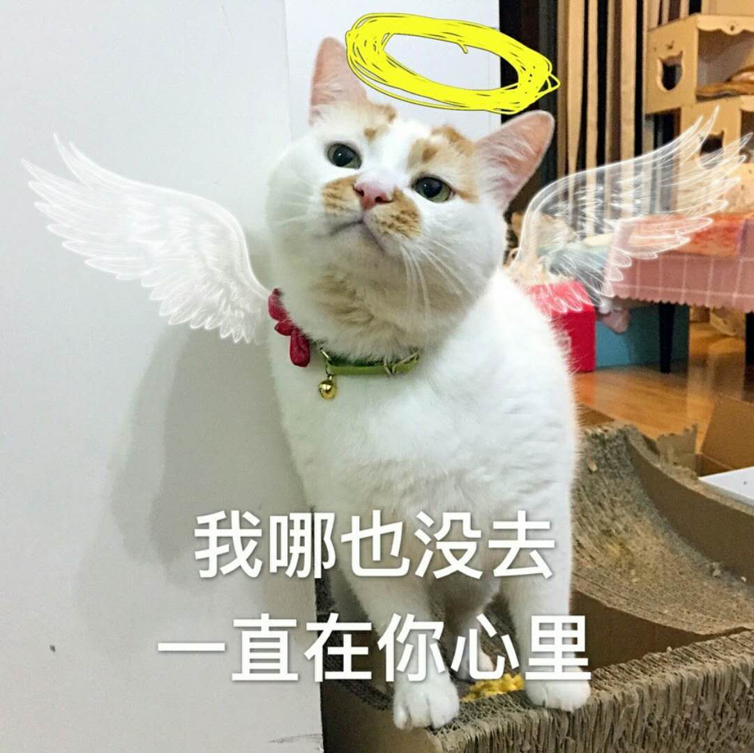 最近很火的猫咪表情包的猫叫什么,最近很火的猫表情包是什么品种的