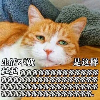 最近很火的猫咪表情包的猫叫什么,最近很火的猫表情包是什么品种的