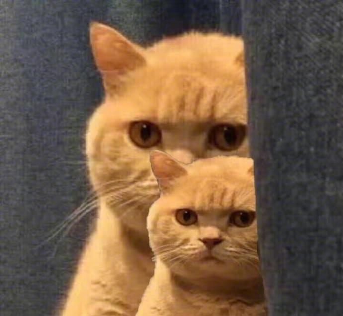最近很火的猫咪表情包的猫叫什么,最近很火的猫表情包是什么品种的
