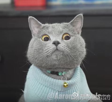 最近很火的猫咪表情包的猫叫什么,最近很火的猫表情包是什么品种的