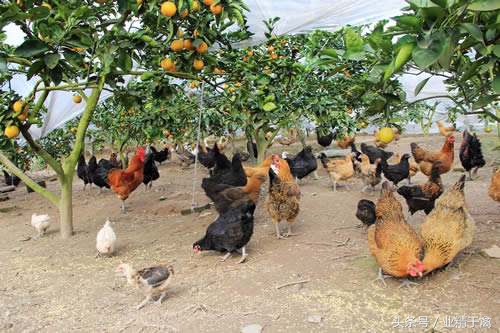 土鸡销路打开方法,土鸡销路最好的方法