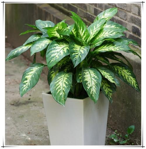 耐阴耐旱好养的室内盆栽,十大公认最好闻的盆栽