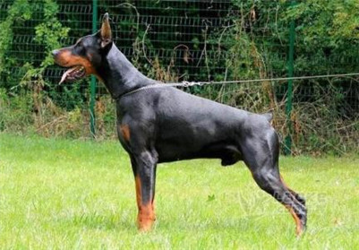 杜宾犬打架厉害吗视频,杜宾犬打架厉害吗视频大全