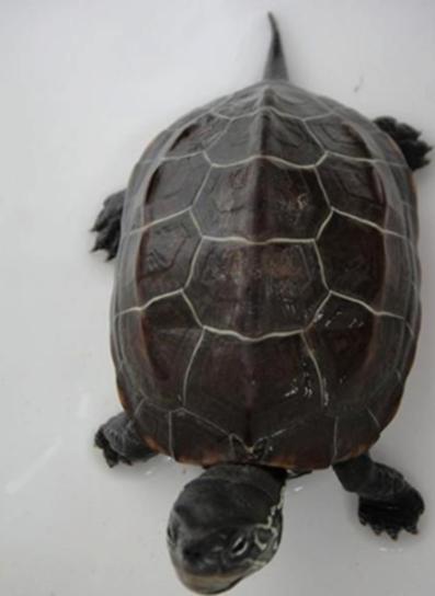 怎么挑选一只品相好的中华草龟,8招教你快速挑选乌龟中华草龟