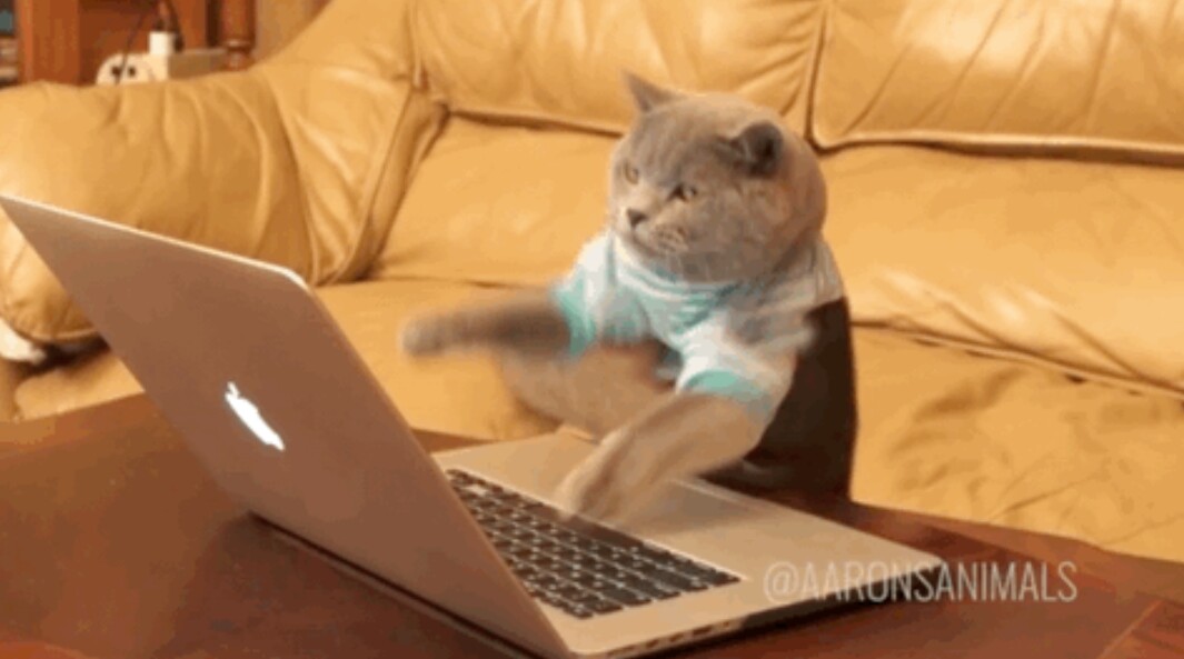 最近很火的猫咪表情包的猫叫什么,最近很火的猫表情包是什么品种的