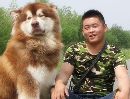 阿拉斯加幼犬和哈士奇幼犬区别,如何挑选阿拉斯加幼犬