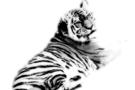 你身边有属虎的人,你身边有生肖虎的朋友吗