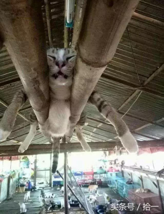 小伙子，听说你咬人不撒嘴，咱俩比比