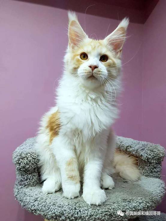 俄罗斯接回来的缅因猫,俄罗斯缅因猫多少钱一只