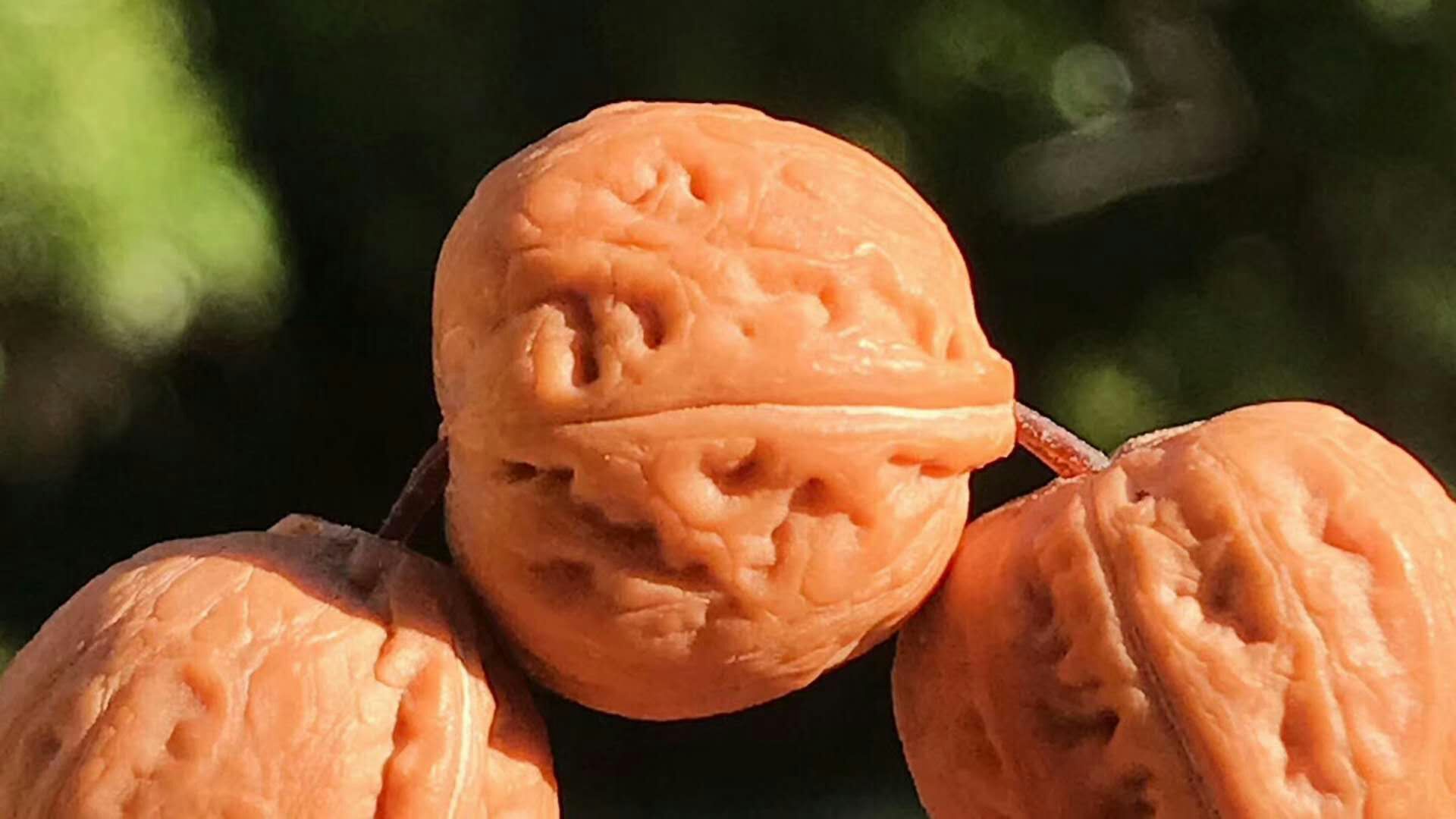 最值得玩的小核桃手串,老核桃手串收藏