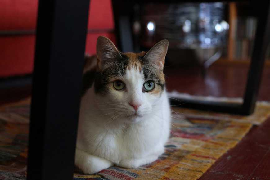 猫咪牙龈红肿口臭怎么治疗,猫咪口臭怎么治最有效的方法