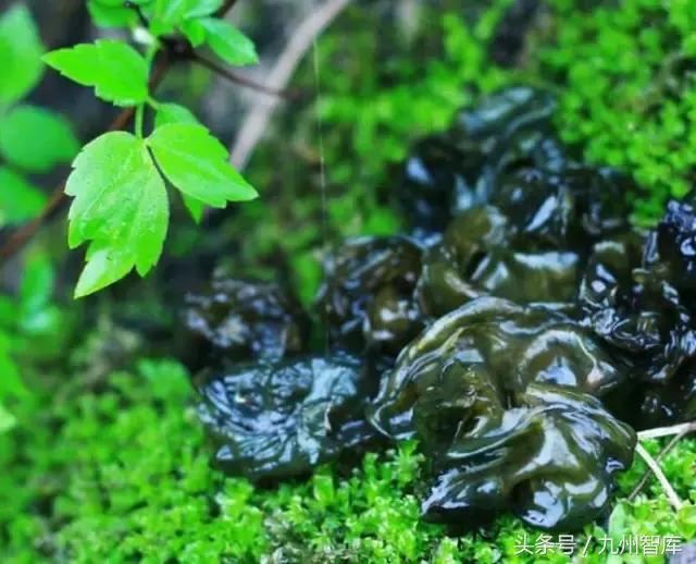 这种菜炒鸡蛋，网上卖一百多元一斤，吃过都说香