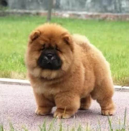 松狮犬打架视频,世界名犬有哪些