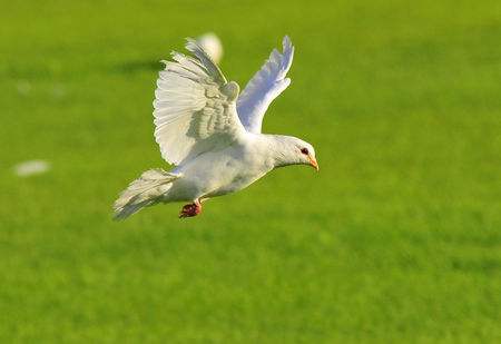 鸽子病大全及治疗方法,鸽子喂药预防疾病