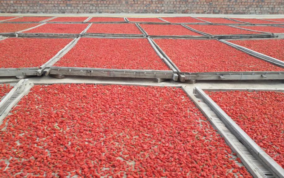 家里枸杞洗了怎么快速烘干,家里种的枸杞怎么处理才能泡水喝