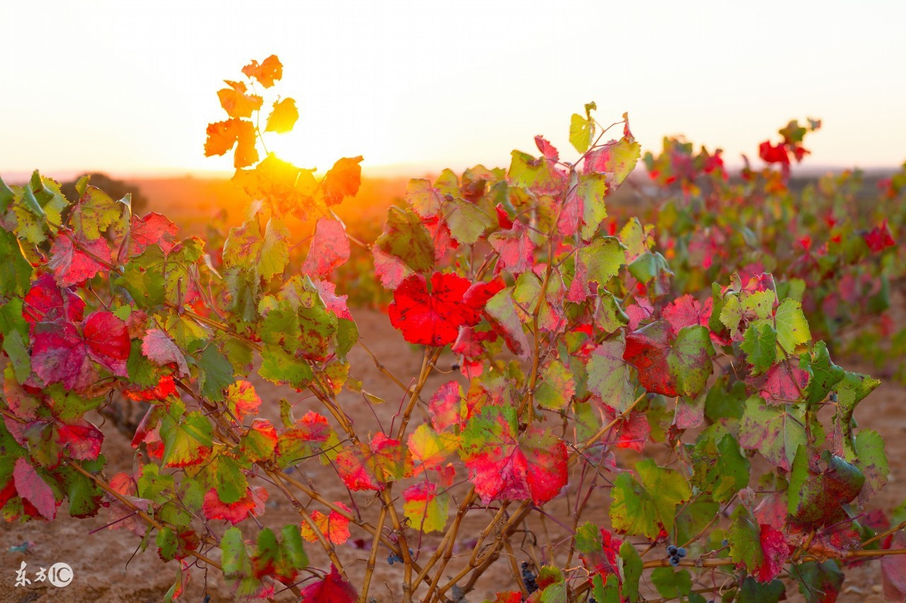 属兔人后十年大运,属兔人的后半生