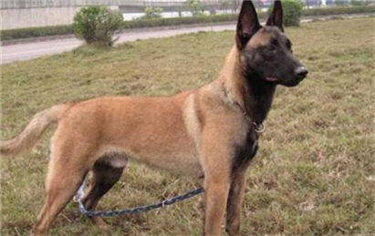 马犬拉稀怎么办?拉稀症状及治疗方法介绍!