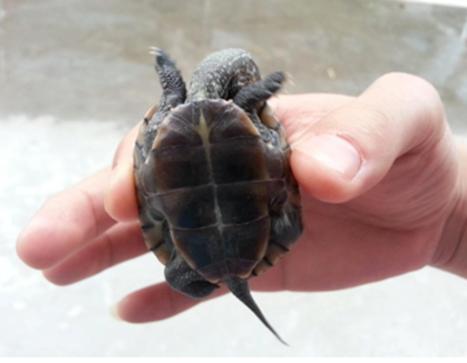 怎么挑选一只品相好的中华草龟,8招教你快速挑选乌龟中华草龟