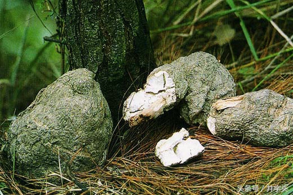 养生｜《服气精义论》，发展陶弘景服气疗病思想，简单可行