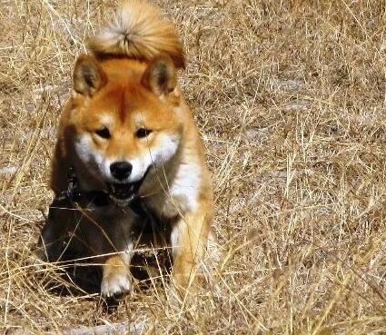 挑选柴犬幼犬的技巧,怎么挑选柴犬幼崽