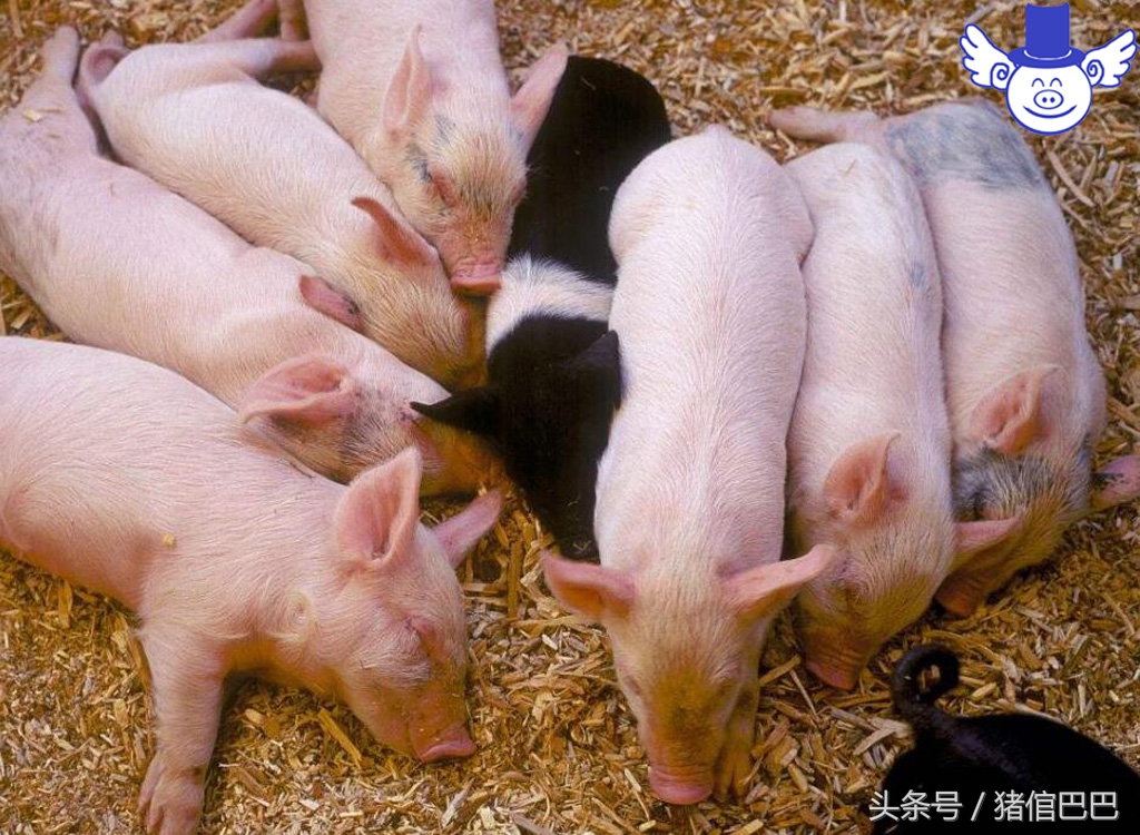 初生弱仔猪怎么快速恢复,仔猪怎样调理体质